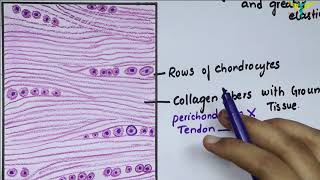 Histology Of Fibrocartilage [upl. by Adnoluy]