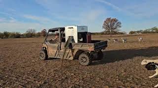 Feeding 400 sheep with our Stull Feeder [upl. by Naitsirk]