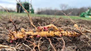 Real World Wildlife Products GIANT MISCANTHUS Planting Video 1 [upl. by Airehc]