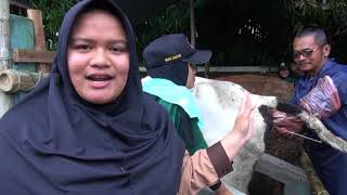 Video Praktek Peningkatan Kompetensi Inseminasi Buatan STPP Magelang [upl. by Kalman36]