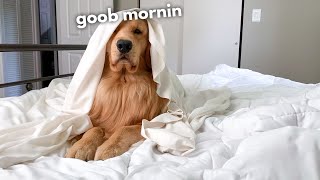 This Is What My Dog Does Every Morning [upl. by Itsrik864]