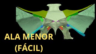 ALA MENOR DEL ESFENOIDES 3D FÁCIL [upl. by Macnair]