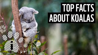 Top 10 Koala Facts  Animal Facts  WWF [upl. by Eirellav66]