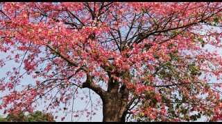 Silk cotton treeCotton TreeBombax ceibaEcoFarm July 2020 [upl. by Mellen]