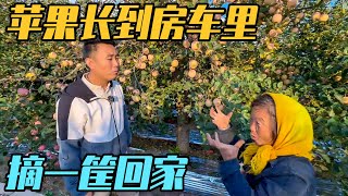 山东的苹果都长到房车里了，3RMB一斤装满筐，一家三口房车自驾游【家和远方的旅行】 [upl. by Nnaitak]