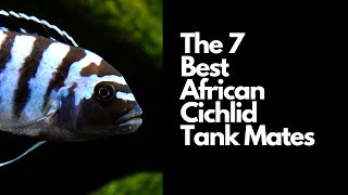 The 7 Best African Cichlid Tank Mates 🐟 [upl. by Joni]