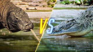 Komodo Dragon VS Crocodile [upl. by Ylicec368]