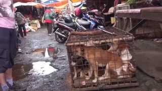 Dog meat eat your dog [upl. by Farrow]