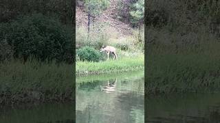 Spotted a deer🦌✨ goldwater deer lake arizona prescott [upl. by Ahcsap]