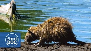 Giant Rat Cuban Hutia  Wild Animals  Planet Doc [upl. by Assirrec]