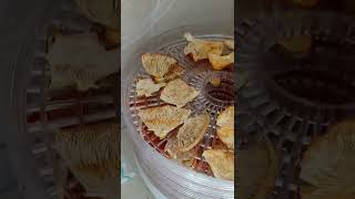 Drying Amanita muscaria [upl. by Mario]