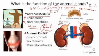 825 Adrenal Glands  Structure and Function [upl. by Yanrahs]