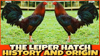 THE HISTORY AND ORIGIN OF LEIPER HATCH CHICKEN [upl. by Macmahon282]