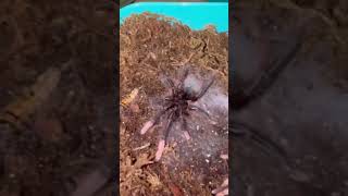 When Goliath Bird Eater Tarantulas STRIKE  🍽️ shorts [upl. by Dicks]