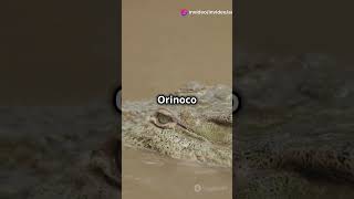 Orinoco Crocodile The Rivers Apex Predator [upl. by Ailasor]