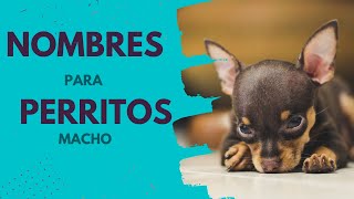 NOMBRES de PERROS machos🐕 [upl. by Lengel]