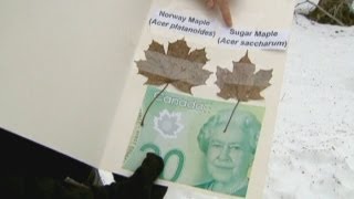 Canadian botanists upset by new banknote [upl. by Aley882]