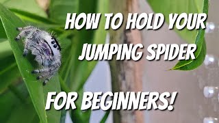 How to Hold a Jumping Spider  FOR BEGINNERS [upl. by Ciredec376]