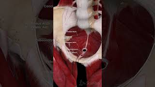 🌸 The Female Pelvic Floor Diaphragm A Vital Support System 🌸 [upl. by Nyrrek]