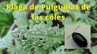 Plaga de Pulguillas de las coles [upl. by Keldah668]