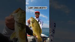 Testing the ZMAN Gobius Swimbait smallmouth bass fishing in the St lawrence river [upl. by Namaj]