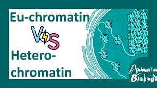 Euchromatin vs heterochromatin  Molecular differences between Euchromatin amp heterochromatin molbio [upl. by Makell578]