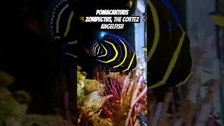 Pomacanthus zonipectus the Cortez angelfish [upl. by Marcoux]