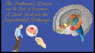 Parkinsons disease Nigrostriatal pathway Dopamine Basal ganglia Putamen and globus pallidus [upl. by Gnoix]