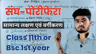 संघपोरिफेरा  phylum porifera class 11  phylum porifera bsc 1st year [upl. by Kerad]