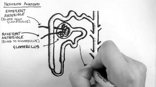 Anatomia de la nefronaRenal Nephron Anatomy [upl. by Marijo]