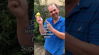 How to grow a lemon tree from the supermaket growyourgroceries growyourownfruit [upl. by Elleiand]