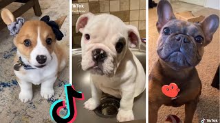 Funniest Doggos of TikTok  Most Adorable Puppies TIK TOK [upl. by Gotcher]