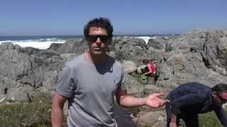 Rodolfo Guzmán from Boragó foraging the Chilean coast [upl. by Gnurt]