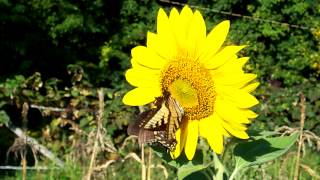 Butterflies Sunflowers and Bees [upl. by Ahseki]