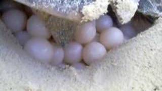 sea turtle laying 209 eggs on bird island [upl. by Yrroc211]