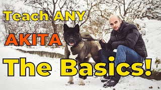 Dog Training 101 How to Train ANY AKITA the Basics [upl. by Anihs]