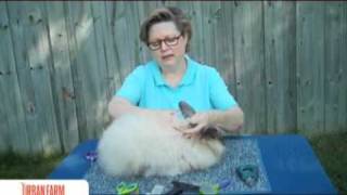 How To Harvest Angora Rabbit Fiber  UrbanFarmOnlinecom [upl. by Severen]