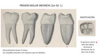 1er Molar Inferior [upl. by Ripleigh]