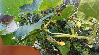 How to growCucumbers with actual results [upl. by Neltiak]