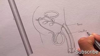 How to draw male reproductive system in easy step by step for Beginners cbse 12th Biology science [upl. by Stafford]