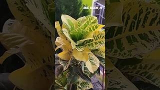 CROTON plant care tips 💡💚 subscribe🔔Baagbagiche24 [upl. by Atalayah]