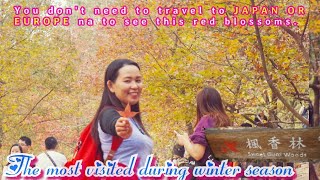 SWEET GUM WOODS RED LEAVES 🍁TRIP 2019  MAPPLE TREES🍁🍁🍁  TAI TONG YUEN LONG Hong Kong vlog🇭 [upl. by Amuwkuhc252]