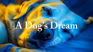 A Dogs Dream [upl. by Fougere]