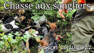 CHASSE AUX SANGLIERS  SAISON 20212022  AU COEUR DE LA TRAQUE [upl. by Akcired]