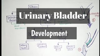 Development of Urinary Bladder [upl. by Erbes]