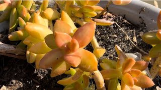 How I Propagated My Coppertone Stonecrop Plant [upl. by Jacinda196]