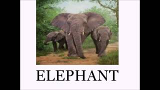 Animal Sounds and Names LOTS of Animals  Educational for Babies  Toddlers  Preschool Age Kids [upl. by Galligan]