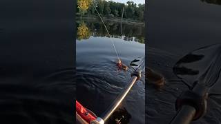 Pike in the net and another jumps shorts fishing pike angling kayakfishing exciting fish [upl. by Riamo]