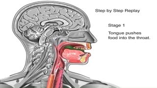 Mylohyoid Muscle  Attachments amp Function  Human Anatomy  Kenhub [upl. by Eednarb570]