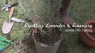 DWGrows  Relaxing Repotting Lavender and Rosemary No talking Urban Gardening ASMR [upl. by Okuy]